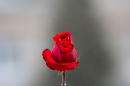 fresh and beautiful red rose close upの写真素材