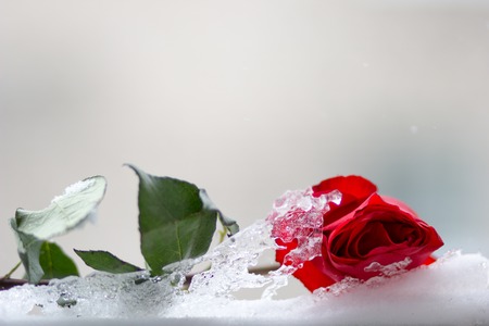 beautiful red rose and iceの写真素材