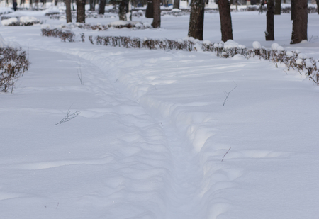 snowy way in winter parkの写真素材