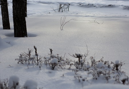 View of white snow in forestの写真素材