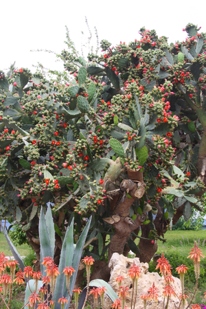 Big cactus with red flowers and leavesの写真素材