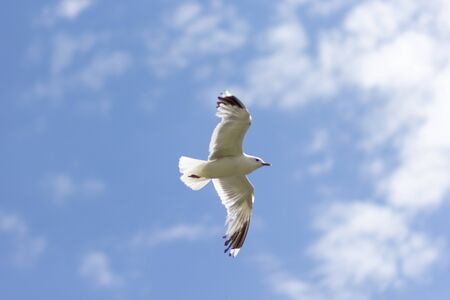 One seagull soaring highly in blue sky