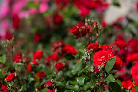 bush of roses with bloom flowersの写真素材