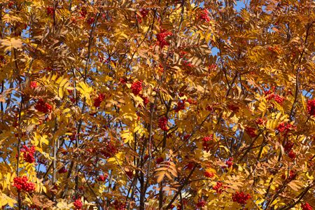 Rowan tree with yellow leaves in autumn parkの写真素材