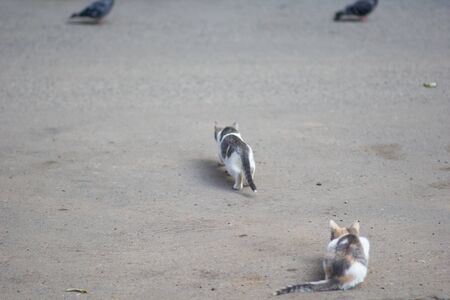 Street cats hunting pigeons in the summer parkの写真素材