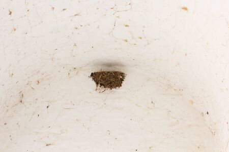 Swallows nest on white wall