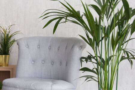 Empty gray armchair with indoor plants nearbyの写真素材