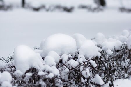 bush covered with snow in snowy parkの写真素材