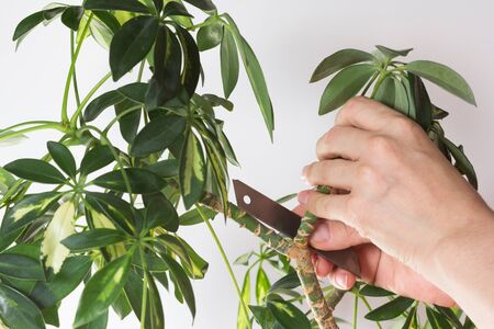 Woman hand cutting branch from stem of Schefflera arboricola or dwarf umbrella tree named to prune...