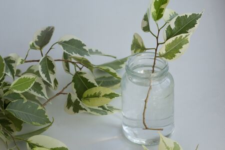 Branch of ficus benjamina in jar with water after cutting it to make stalk to root it and plant itの写真素材