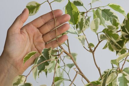 Woman hand holding branch of ficus benjamina before cutting it to make stalk to plant itの写真素材