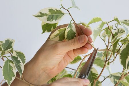Woman hand holding branch of ficus benjamina to cut it by scissor to make stalk to plant it