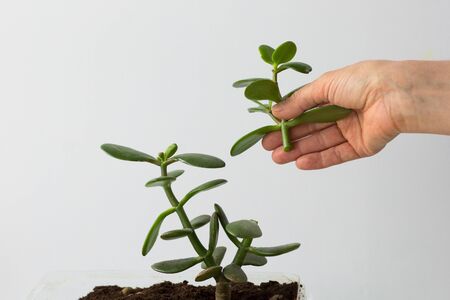 Woman hands holding cutting of crassula ovata on white backgroundの写真素材