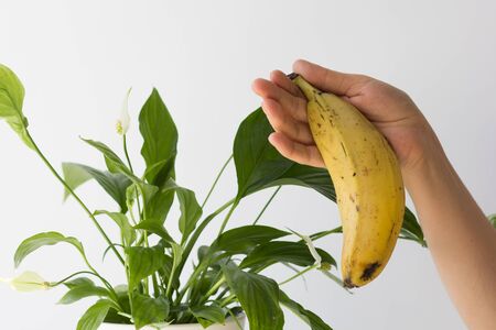 Woman hand holding banana skin close to housepot flower on the white backgroundの写真素材
