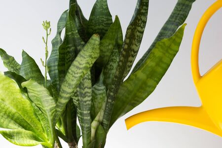Watering can water soil in pot with sansevieria on white background