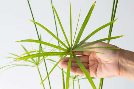 Woman hand holding Cyperus umbrella plant on white background