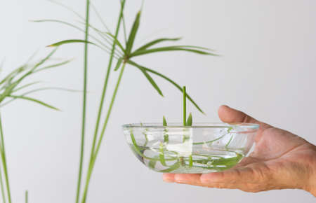 Woman hand holding glass bowl with cut umbrella of Cyperus plant and water for rooting on white backgroundの写真素材