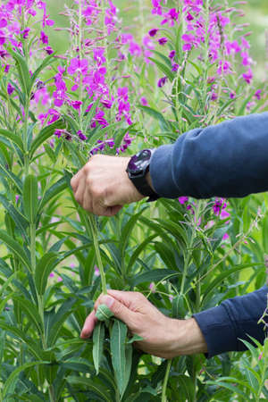 Man hands collecting leaves from Ivan tea plant stem for fermentation on summer field