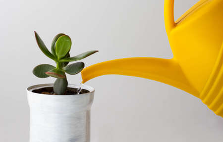 Crassula is watered by yellow watering can on the white backgroundの写真素材