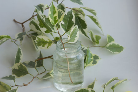 Branch of ficus benjamina in jar with water after cutting it to make stalk to root it and plantの写真素材