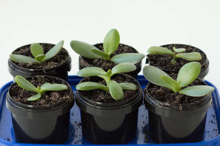 Cuttings of crassula ovata in plastic containers with soil for planting on white backgroundの写真素材