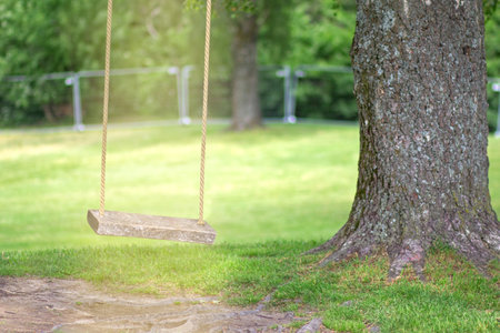 Empty rope swing on tree with wooden board lighted by sun lightの写真素材