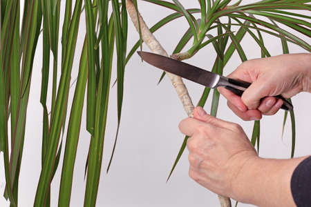 Woman hand pruning trunk of Dracaena marginata using knife for renew plant on gray backgroundの写真素材
