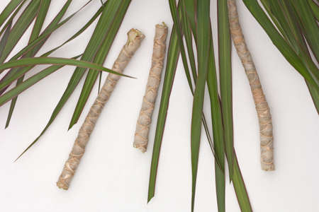 Top view of cutted pieces trunk old Dracaena marginata to plant it on white backgroundの写真素材