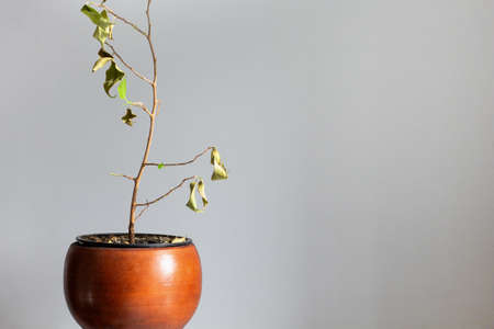 leaves Dry on ficus shrub in clay pot on white backgroundの写真素材