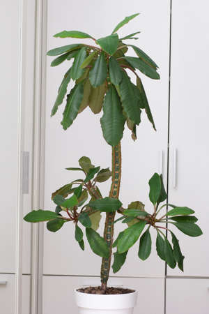 Euphorbia leuconeura tree in white pot. Verticalの写真素材