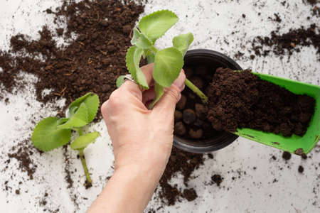 Mint cuttings rooted in hand potted on white backgroundの写真素材