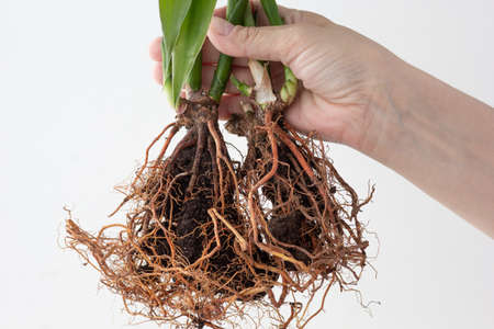 Dracena Sandera root in hand on white backgroundの写真素材