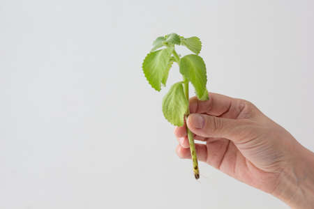 Mint cutting rotted in hand on white backgroundの写真素材
