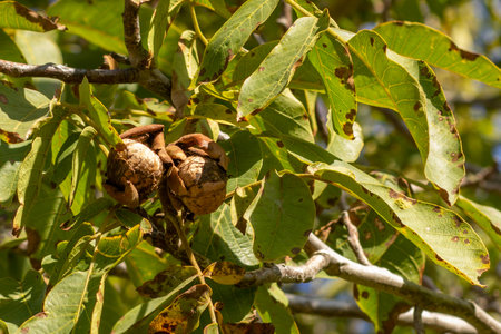 Walnut growing on branch of tree
