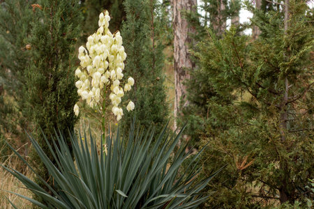 Yucca gloriosa in blooming with flowersの写真素材