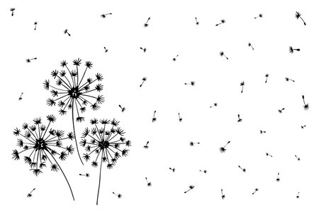 Field blowball flowers and flying fluffy seeds flying in the wind on isolated white background, nature floral pattern with dandelionsのイラスト素材