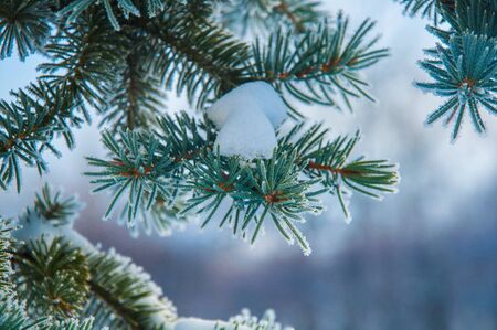The evergreen plant branch under the snow and with hoar on the needles. Photo made in Russiaの写真素材