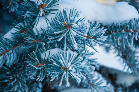 The evergreen plant branch under the snow and with hoar on the needles. Photo made in Russiaの写真素材