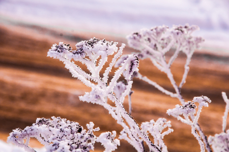 The bush with dry seeds under the snow and with hoar on the branches. Photo made in Russiaの写真素材