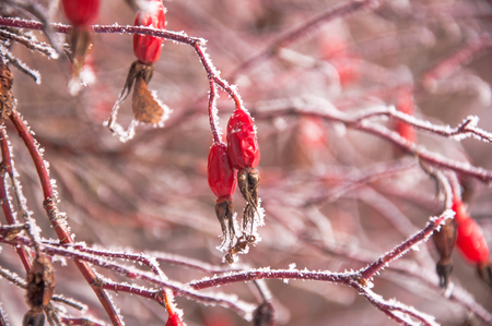 The briar bush under the snow and with hoar on the berries. Photo made in Russiaの写真素材