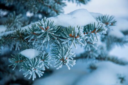 The evergreen plant branch under the snow and with hoar on the needles. Photo made in Russiaの写真素材