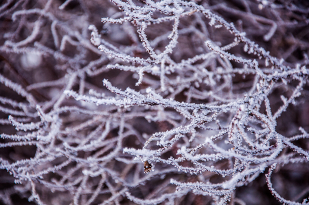 The bush with dry leaves under the snow and with hoar on the branches.の写真素材