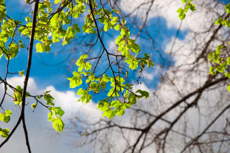 Linden branches with fresh leaves on the background of blurred blue sky with clouds and branches without leavesの写真素材