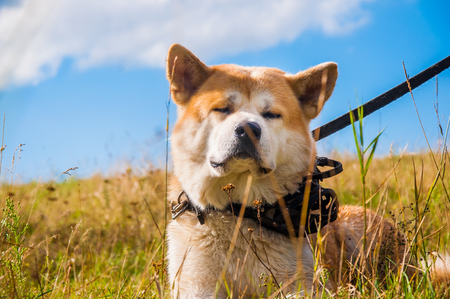 Relaxing sleeping in the field adult male japanese akita inuの写真素材
