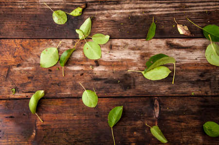 A group of pear leaves on the wooden wet table in the gardenの写真素材