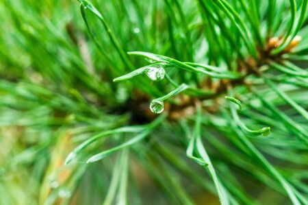 A closeup of a water drop at the end of a pine needleの写真素材