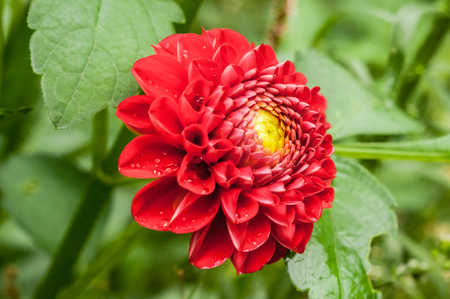 A general view at dahlia flower with red and yellow petalsの写真素材