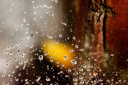 Many water drops caught in the spider web on the bright background