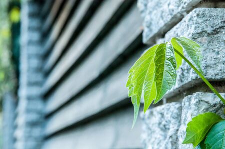 Green leaves of virginia creeper on the grey stone of a fenceの写真素材