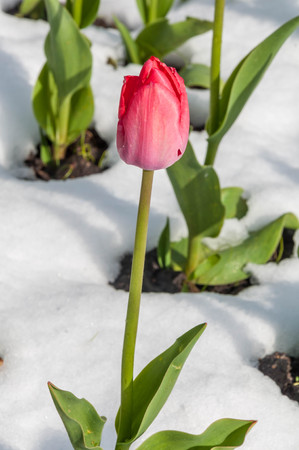 A closeup of the flowerbed with purple tulips covered with the snowの写真素材